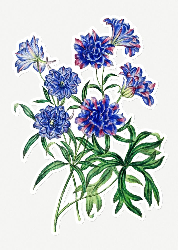 Hand drawn blue chrysanthemum flower sticker with a white border