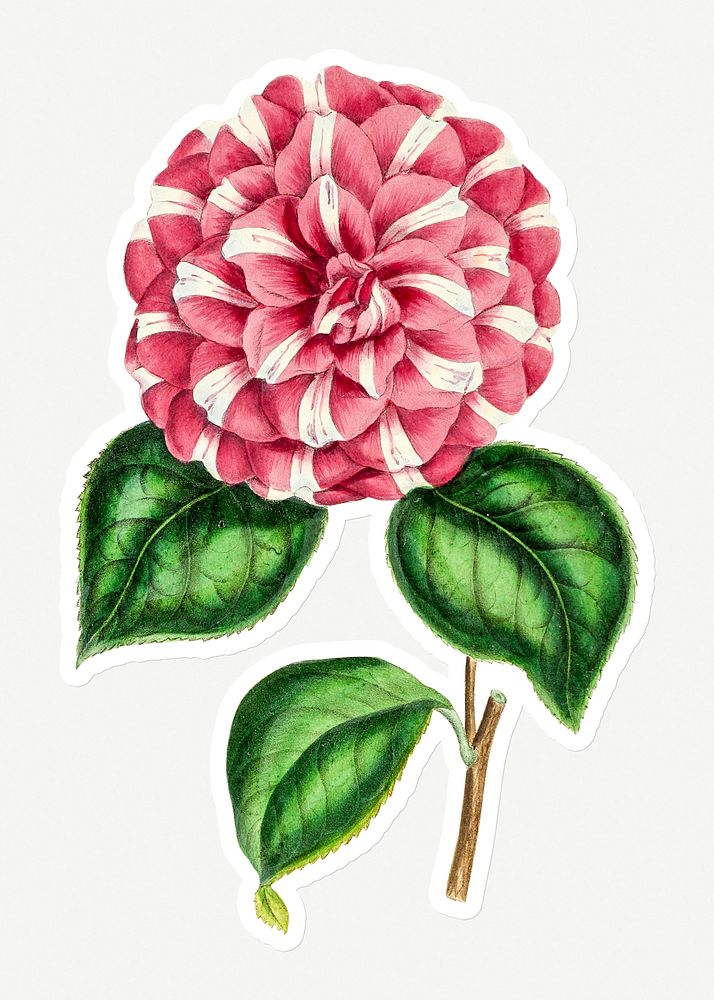 Hand drawn pink camellia flower sticker with a white border