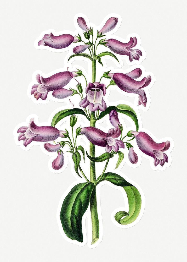 Hand drawn purple Barrett's penstemon flower sticker with a white border