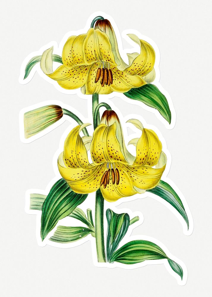 Hand drawn yellow lily flower lily sticker with a white border