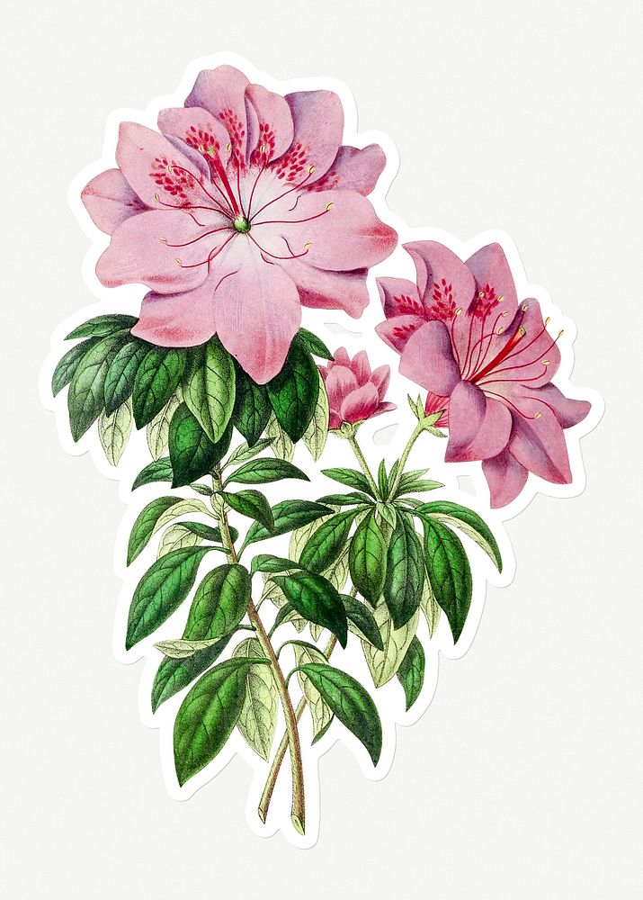 Hand drawn pink Azalea flower sticker with a white border