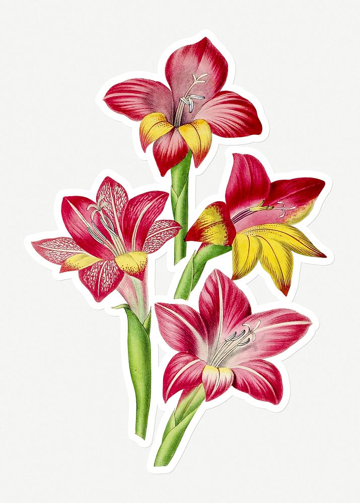 Hand drawn red gladiolus flower sticker with a white border