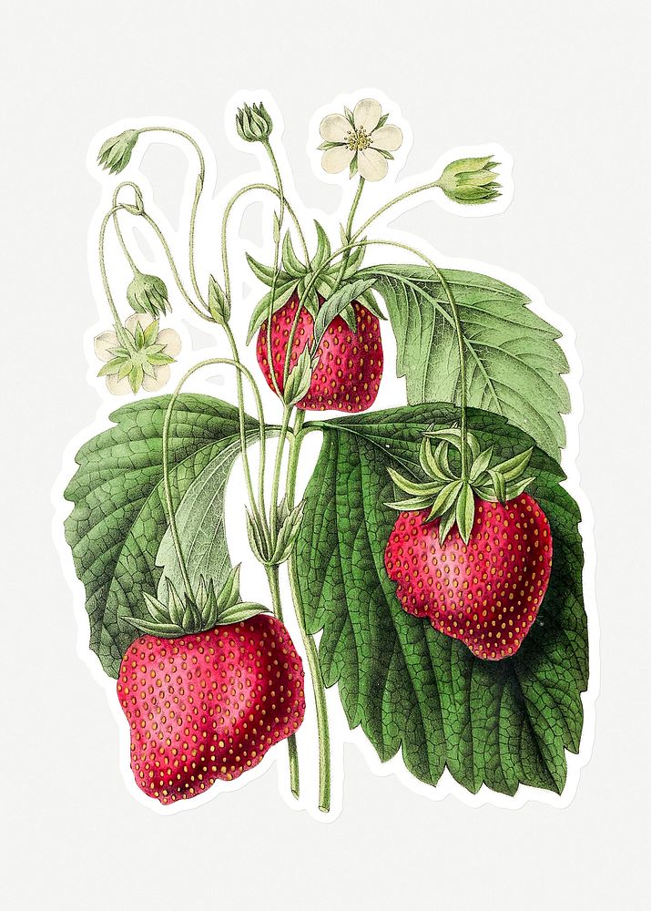 Hand drawn strawberry sticker with a white border