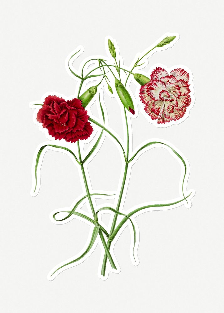 Hand drawn red carnation flower sticker with a white border