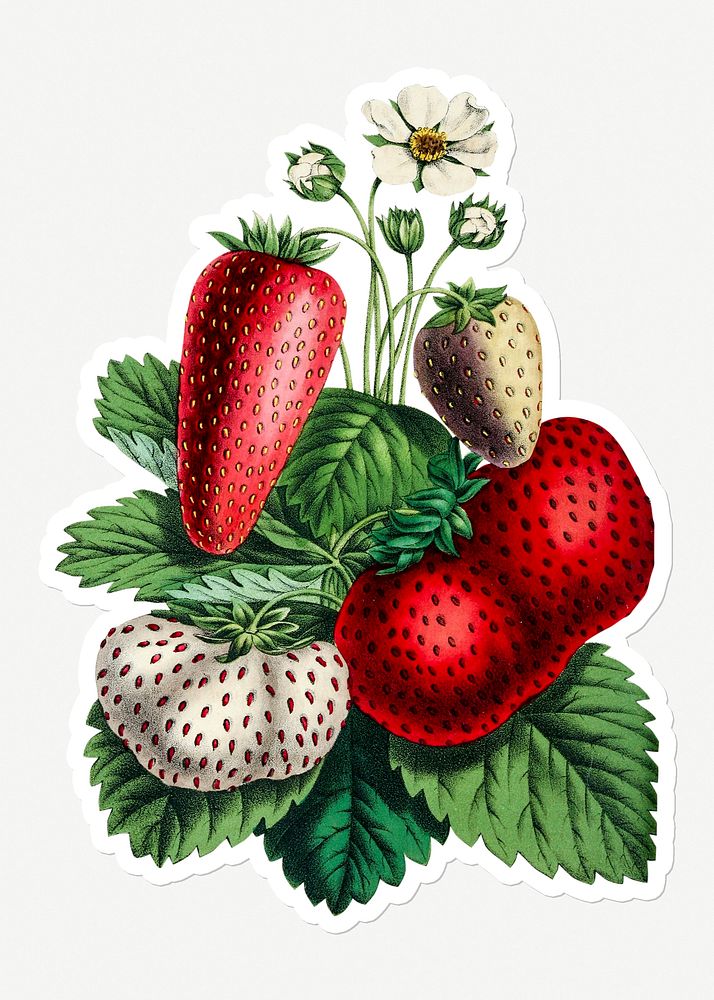 Hand drawn strawberry sticker with a white border