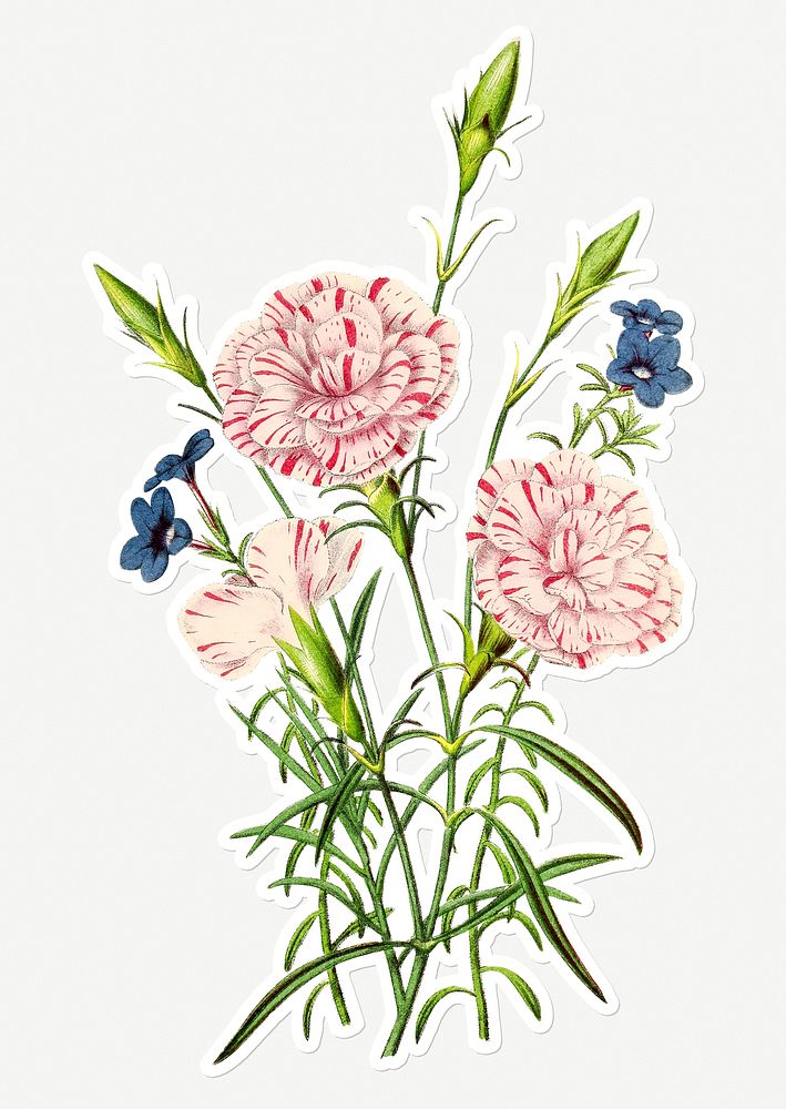 Hand drawn carnation flower sticker with a white border