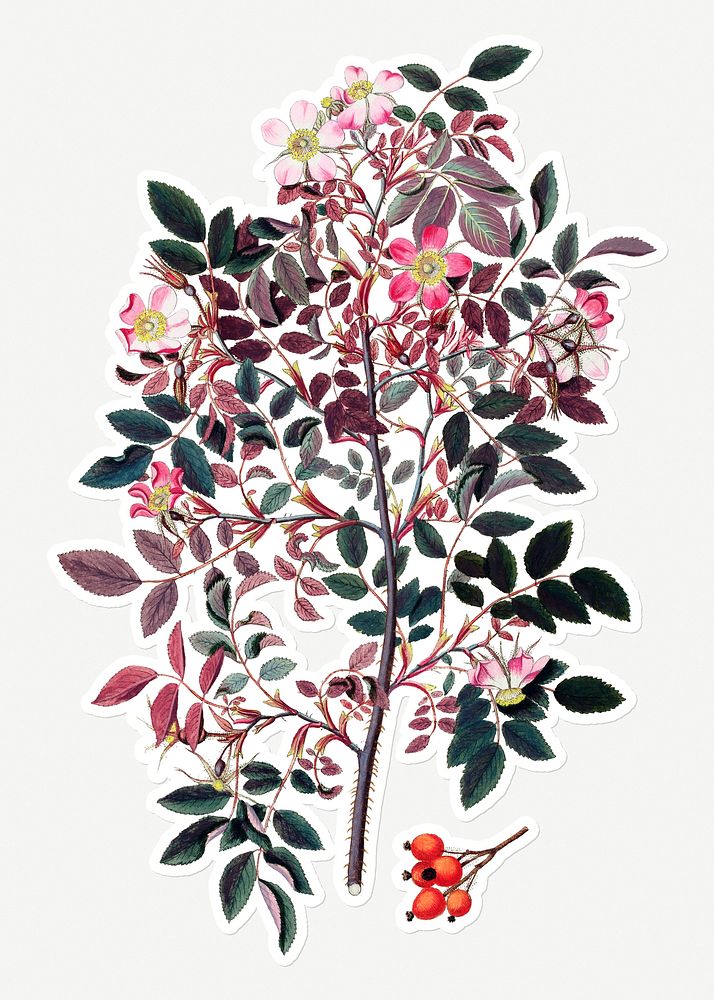 Hand drawn shrub rose flower sticker with a white border
