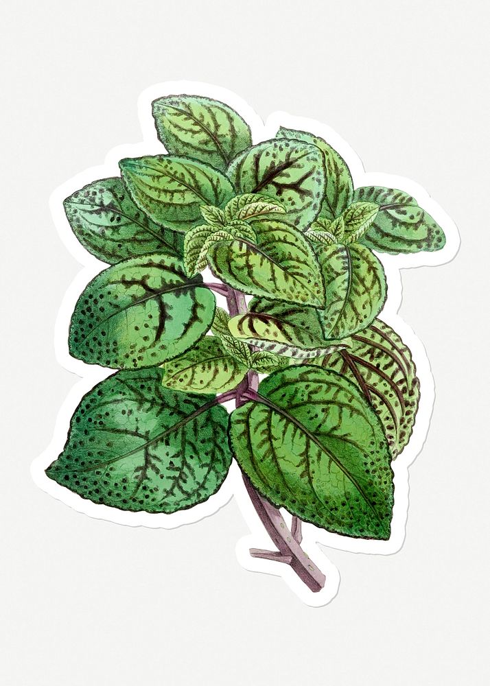 Hand drawn Painted nettle plant sticker with a white border