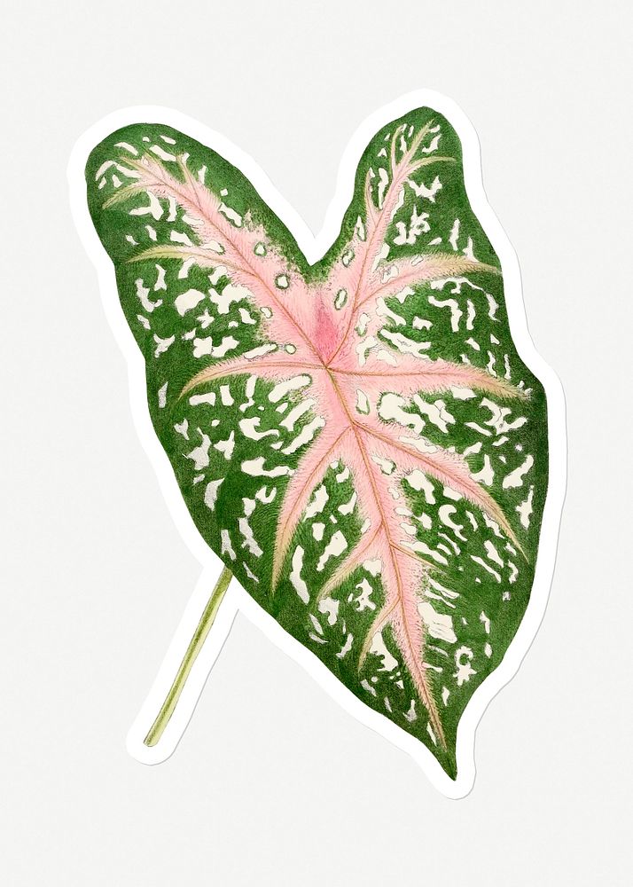 Hand drawn Caladium Carolyn Whorton leaf sticker with a white border