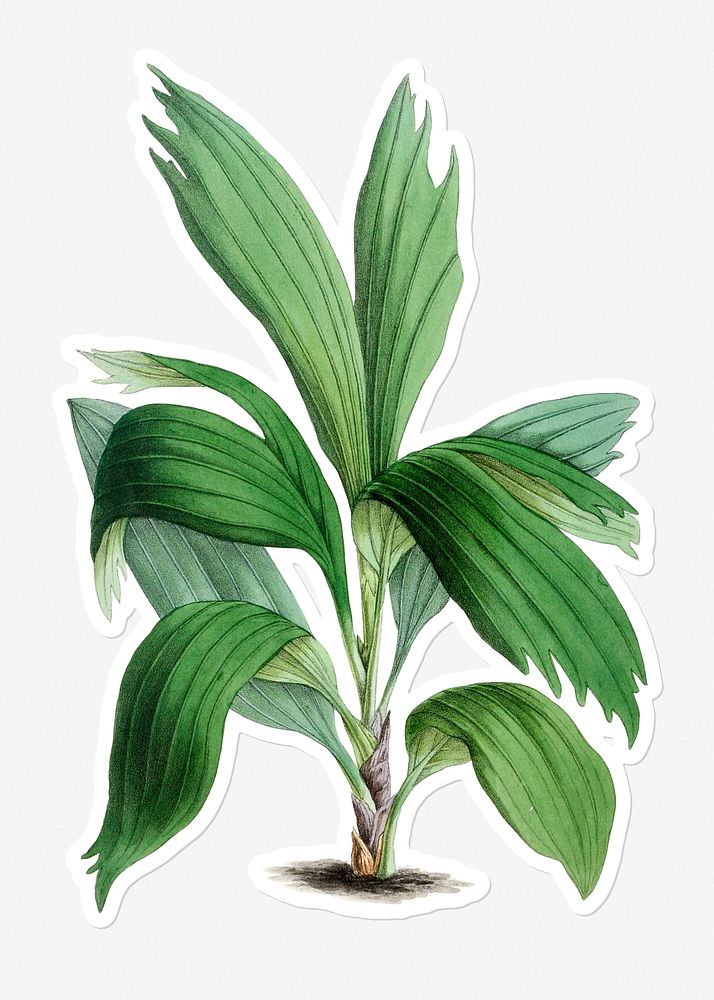 Hand drawn Arecanut palm plant sticker with a white border