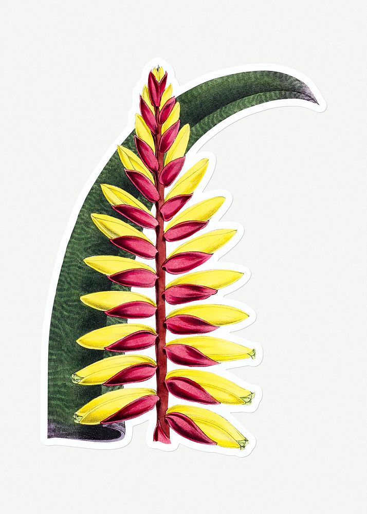 Hand drawn vriesea plant sticker with a white border