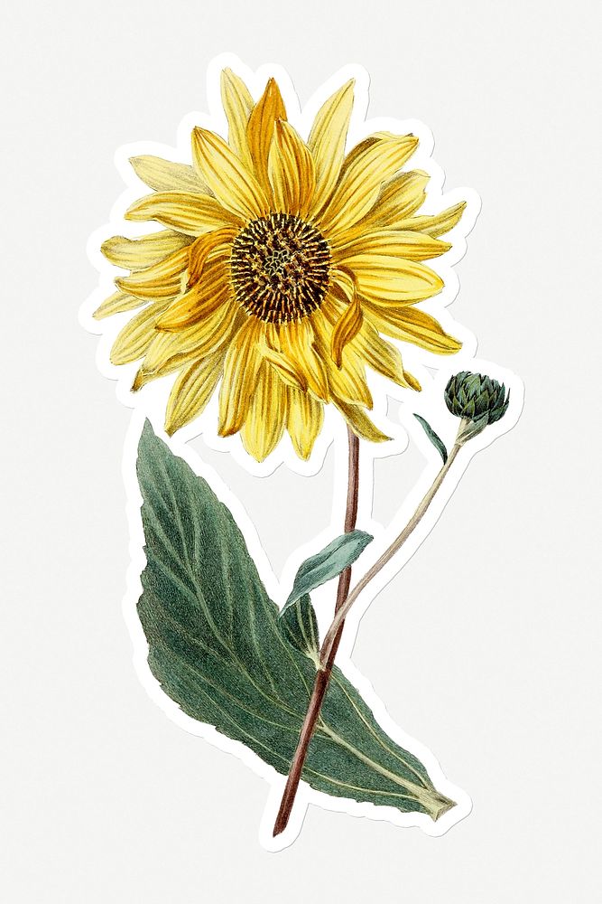 Hand drawn sunflower sticker with a white border