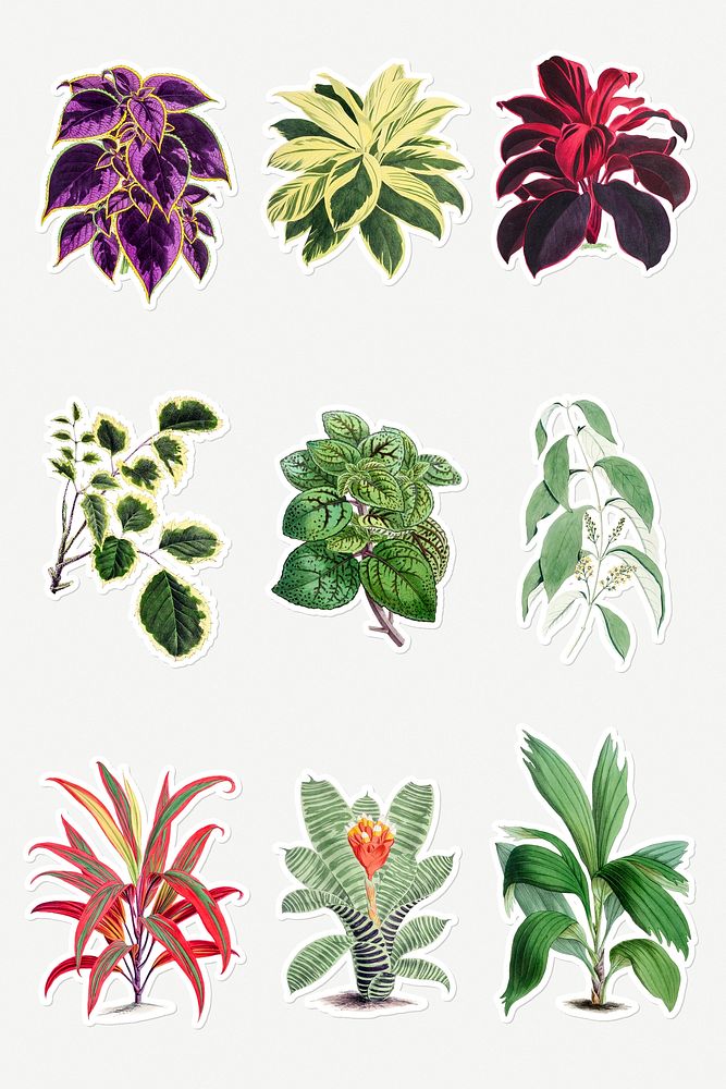 Hand drawn tropical plant design element set