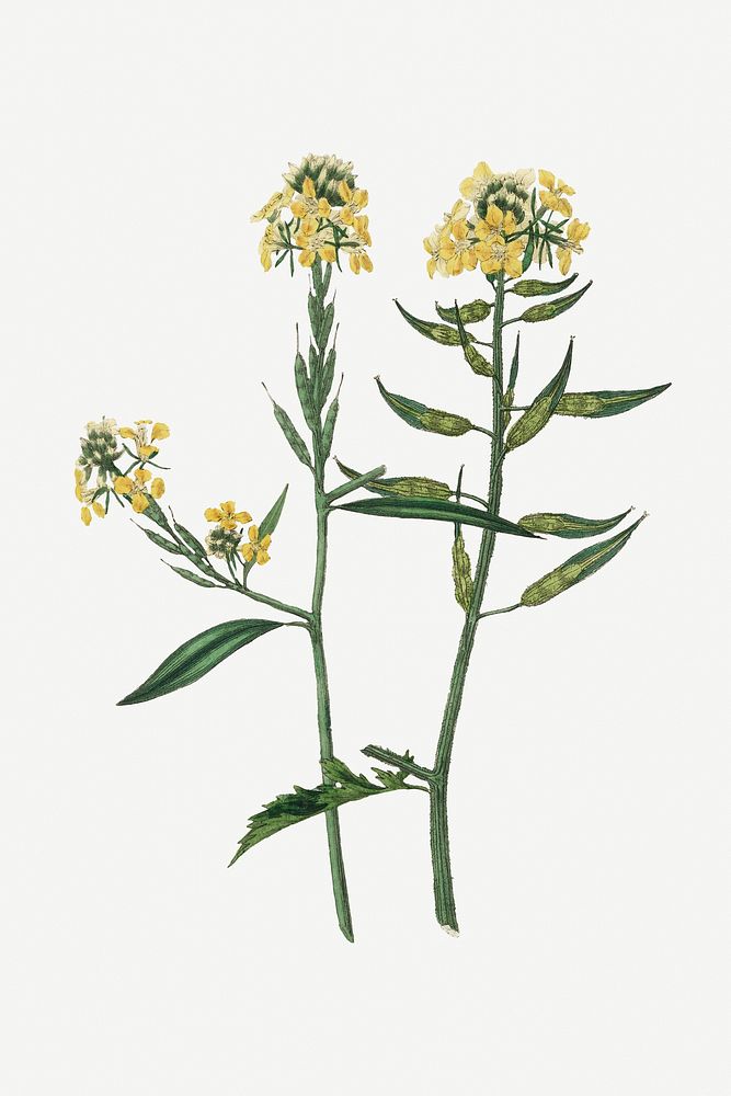 Botanical mustard vintage plant illustration