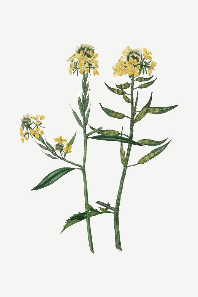 Vector botanical mustard plant illustration