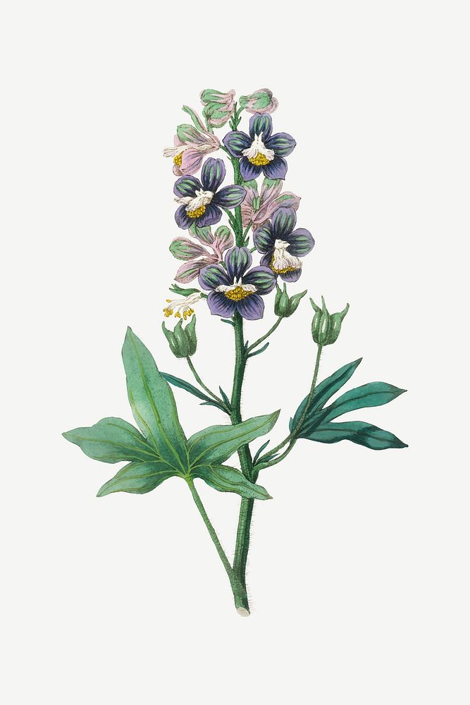 Vector botanical delphinium staphisagria plant illustration