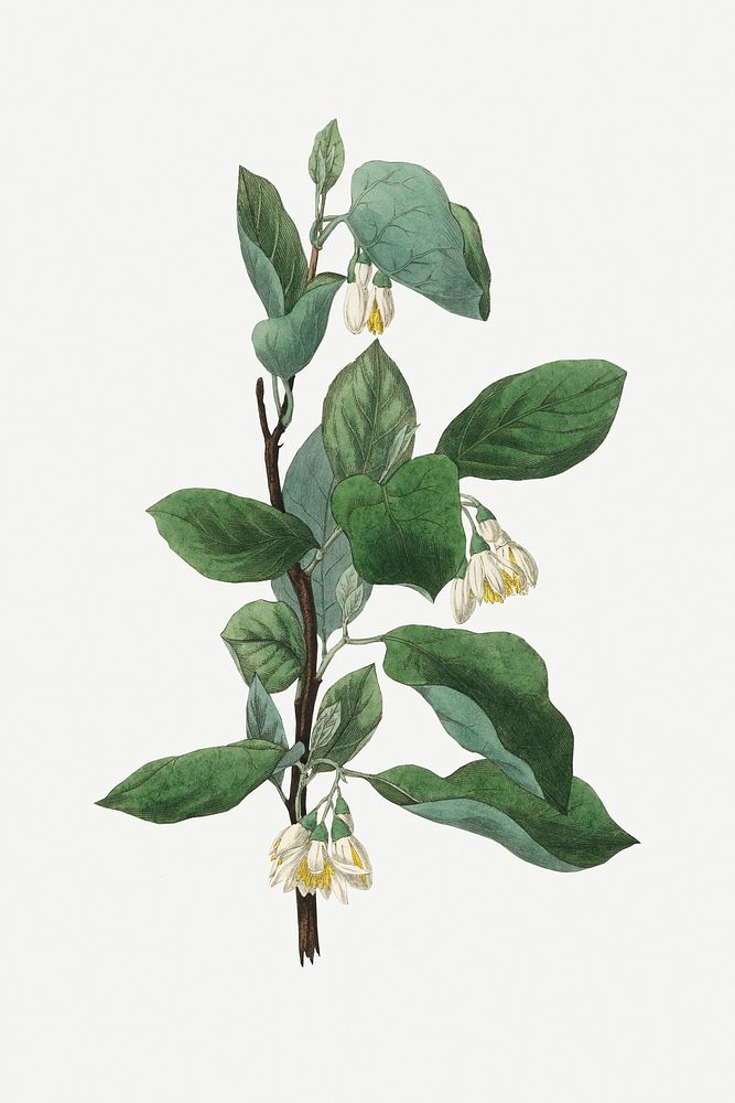 Botanical psd styrax officinalis plant vintage sketch