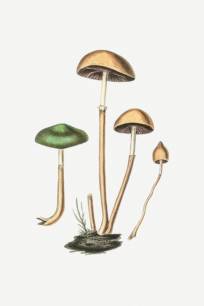 Botanical psd mushroom fungus vintage sketch