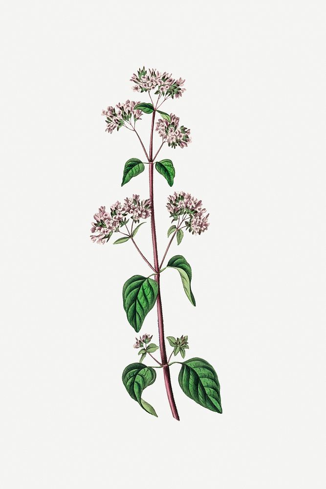 Botanical oregano plant vintage illustration
