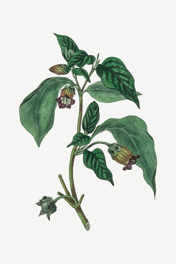 Vector botanical nightshade plant illustration