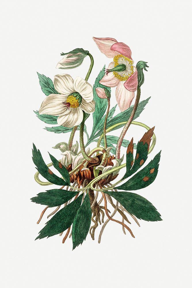 Botanical Christmas rose plant illustration