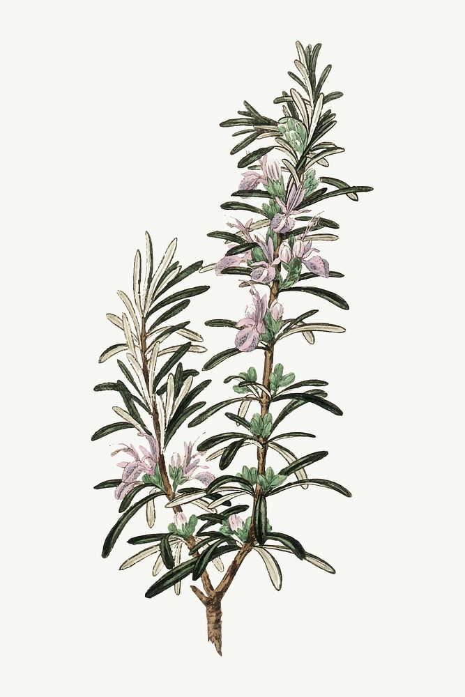 Vector botanical rosemary plant illustration