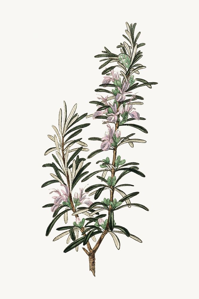 Botanical rosemary vintage plant illustration