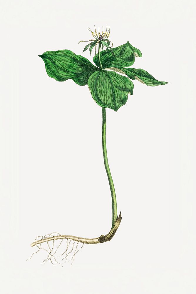 Botanical vintage green plant illustration