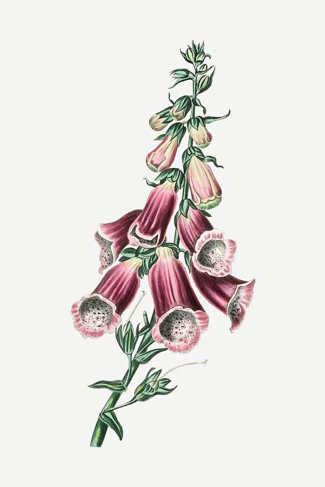 Botanical foxglove vintage plant illustration