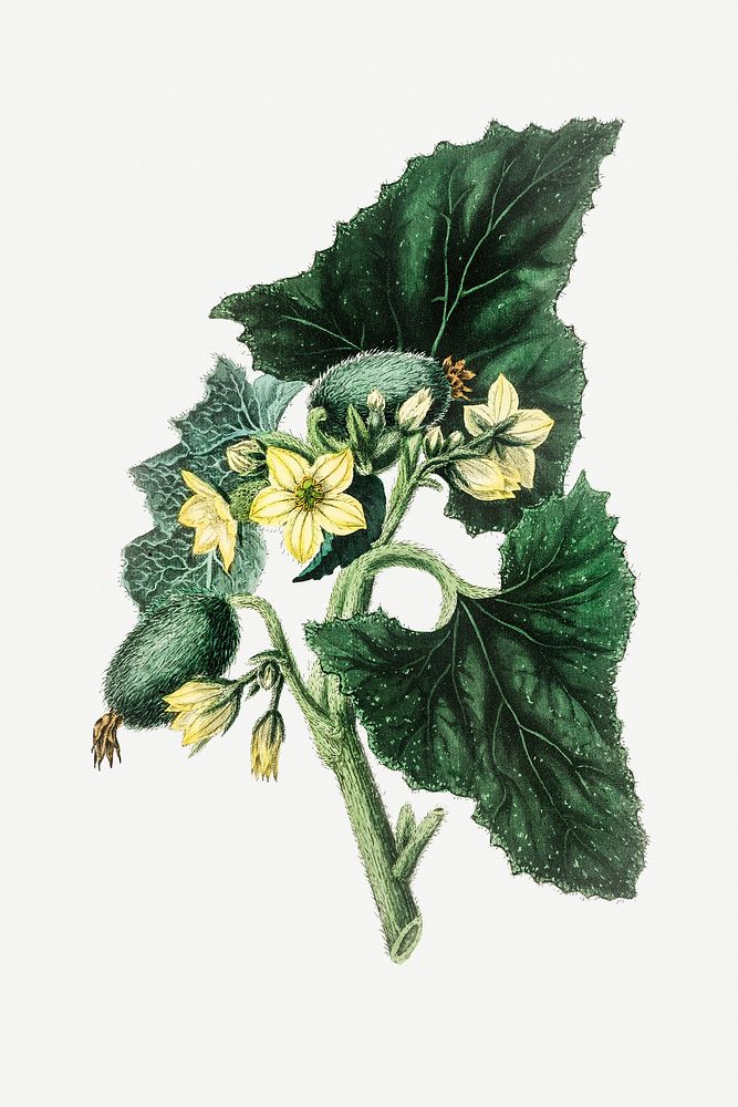 Botanical green ecballium plant illustration