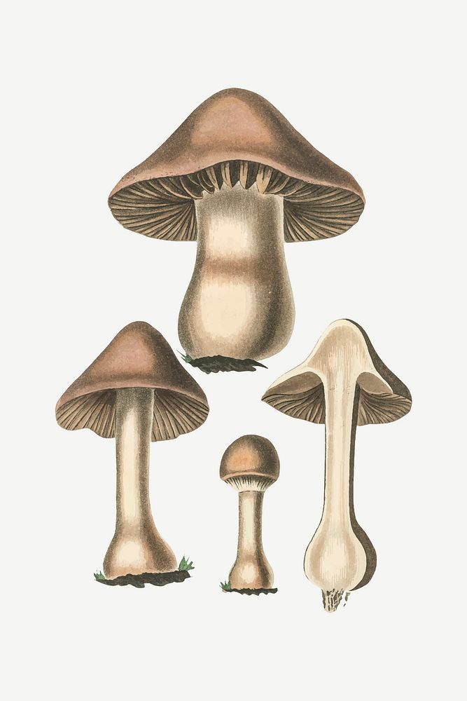 Vector botanical mushroom fungus illustration