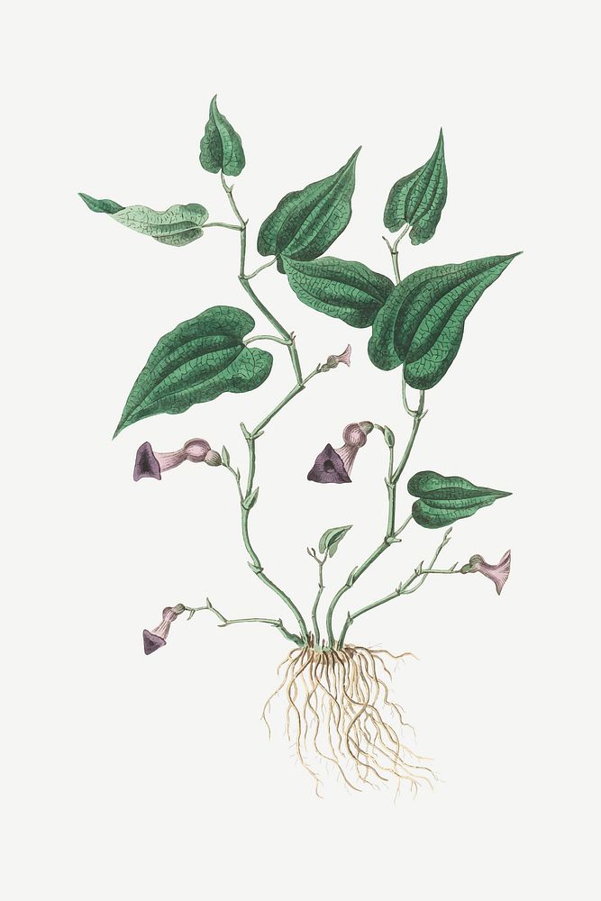 Vector botanical snake root plant illustration