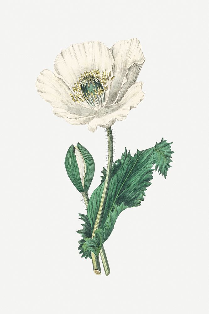 Botanical psd opium poppy plant vintage sketch