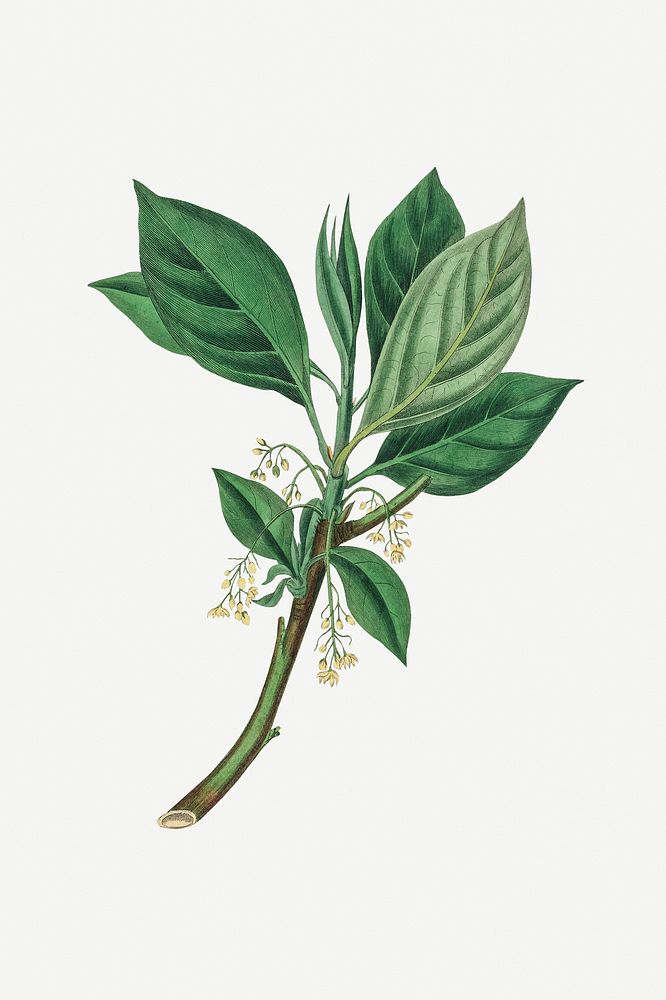 Botanical green sassafras plant illustration