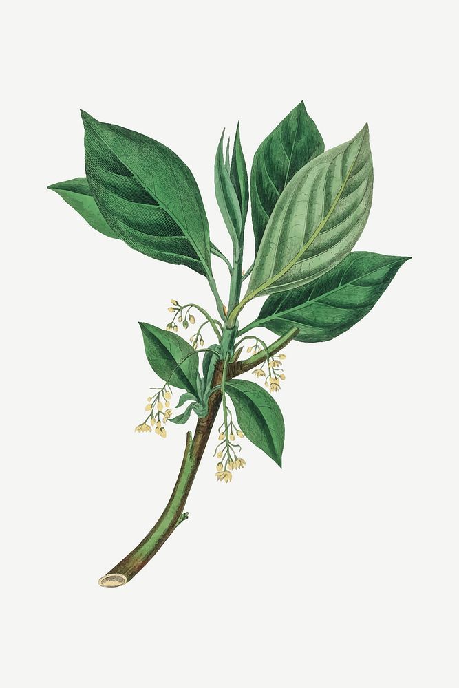 Vector botanical sassafras plant illustration