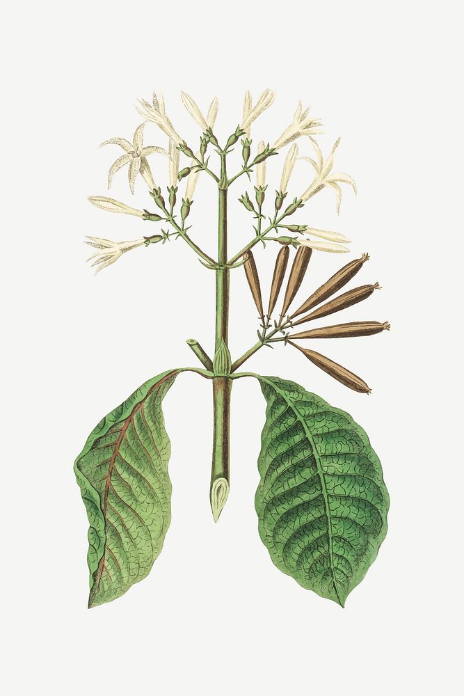 Vector botanical cinchona green plant illustration