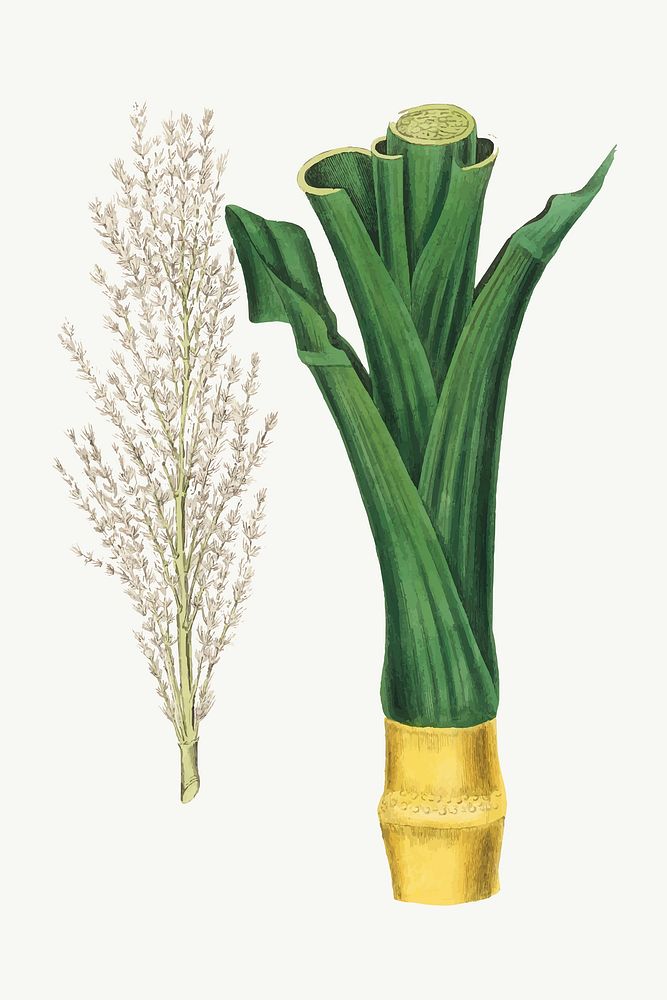 Vector botanical sugarcane plant illustration