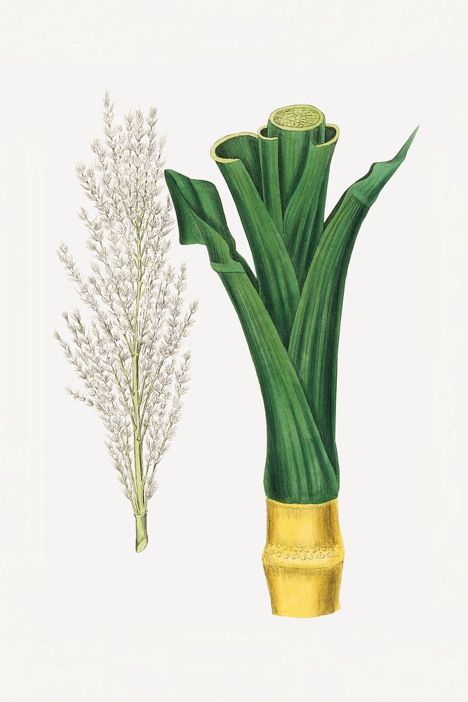 Botanical sugarcane vintage plant illustration