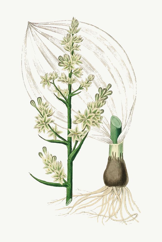 Vector botanical white hellebore plant illustrations