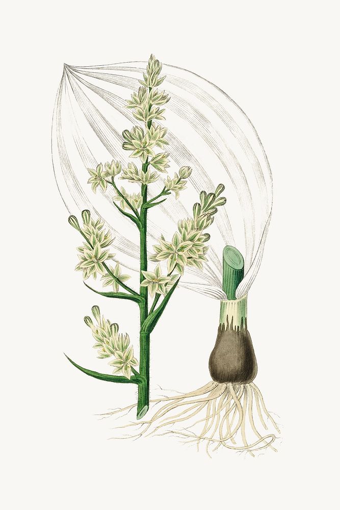 Botanical white veratrum plant illustration