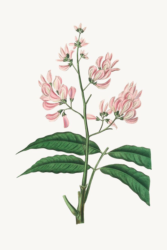 Botanical vintage floral plant illustration