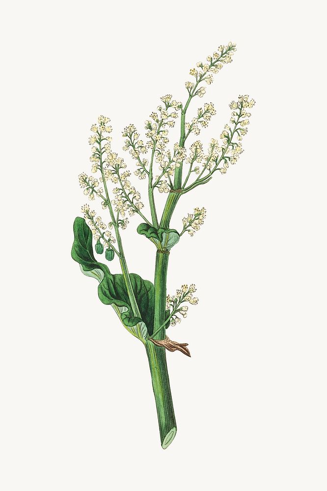 Botanical rheum undulatum plant illustration