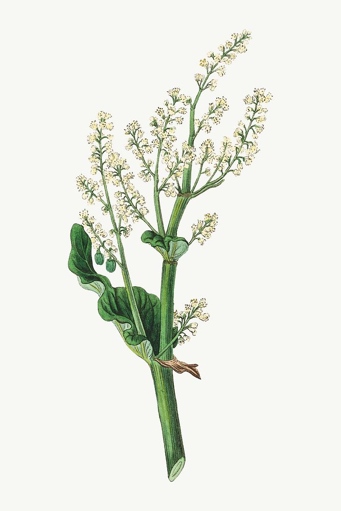 Vector botanical rheum undulatum flower illustrations