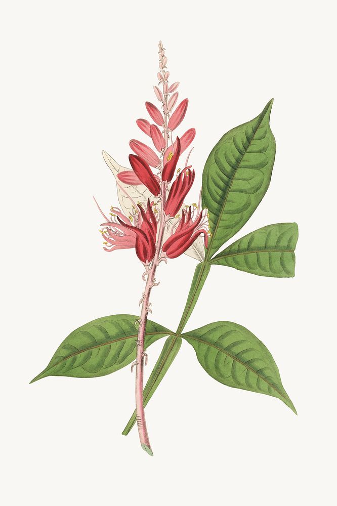 Botanical lunasia amara psd vintage plant sketch