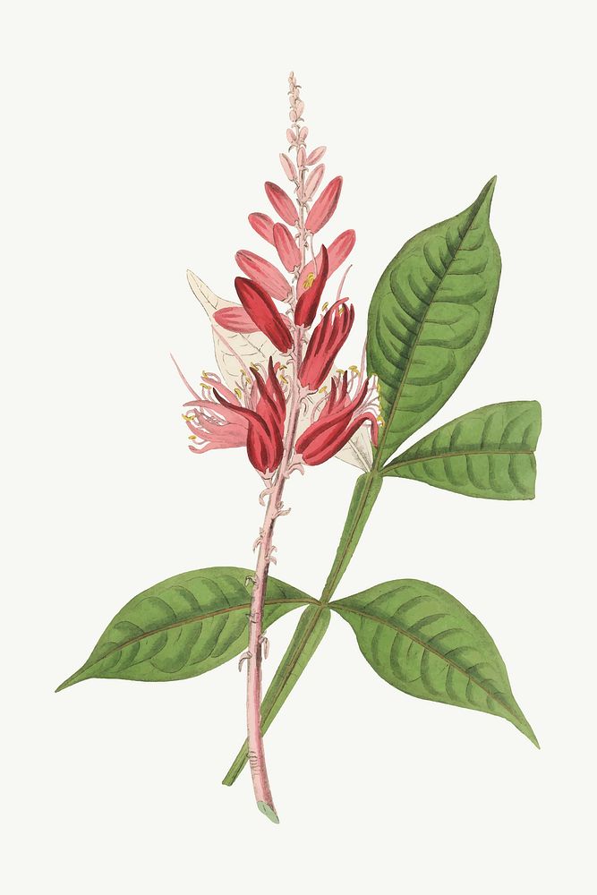 Medicinal tropical vector plant vintage illustration