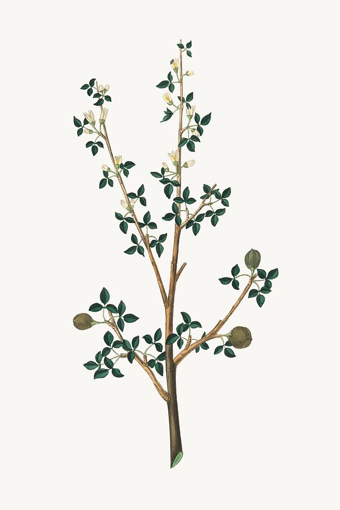 Vintage botanical branch plant illustration
