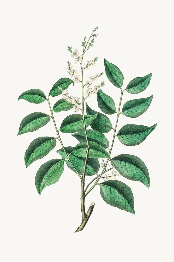 Psd botanical diesel tree medicinal plant sketch