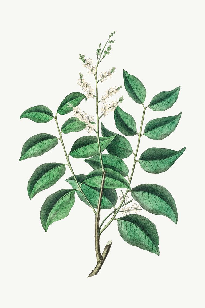 Vector botanical copaifera officinalis plant illustrations