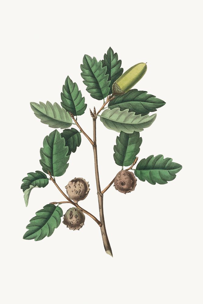 Botanical psd Aleppo oak plant vintage sketch