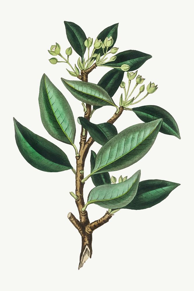 Vector botanical green plant illustrations